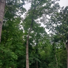 Lopez Tree Service
