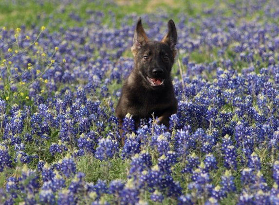 German Shepherds of Texas - San Antonio, TX