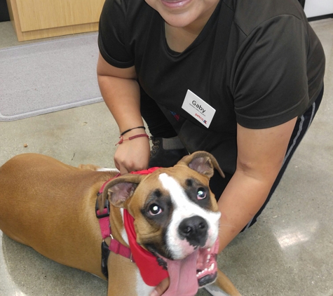 Petco - Buena Park, CA