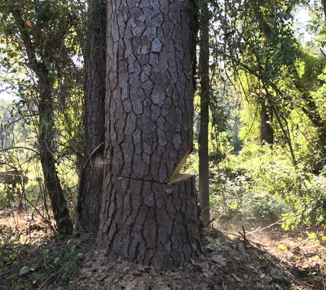 Palmetto Tree Service & Stump Grinding - Columbia, SC