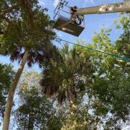 InfanTREEUSALLC - Tree Service