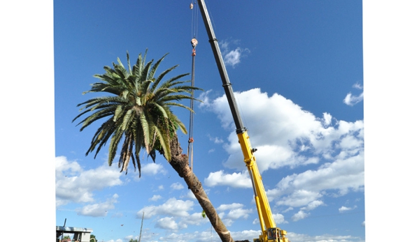 The Tree Doctor (Qld) Pty Ltd - Everton Hills, QLD