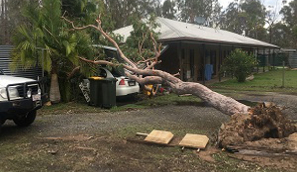 Active Tree Fellas - Urangan, QLD