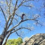 TopKnotch Tree Service