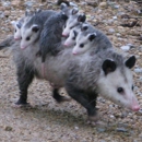 Possum Trot Quickmart - Convenience Stores