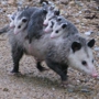 Possum Trot Quickmart