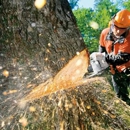 A Cut Above Tree Service - Tree Service