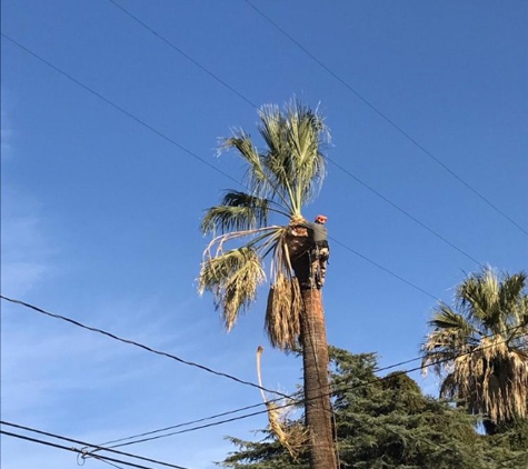 Ed's Tree Services - San Bernardino, CA