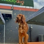 Luckydog Day & Night Care