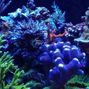 The Fish Place - Aquariums & Aquarium Supplies-Leasing & Maintenance