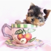 TeaCups, Puppies & Boutique gallery