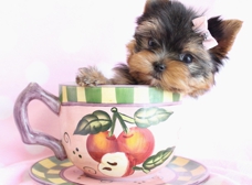 Tiny paws teacup clearance & toy puppy boutique