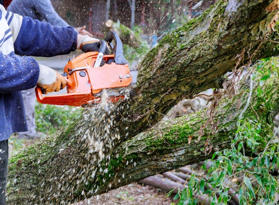 Woodstock Tree and Stump Removal - Coldstream, VIC
