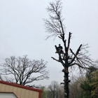 Out On A Limb Tree Service