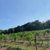 Mount Nittany Vineyard & Winery gallery