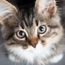 Cat Hospital Of Canterbury - Veterinary Clinics & Hospitals