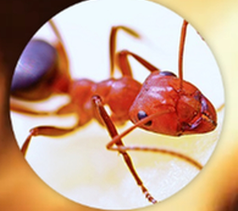 Sleeptite Thermal Bedbug Extermination, LLC - Woodville, OH