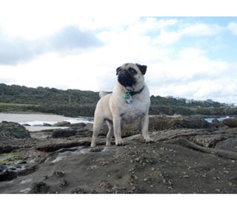 Niddrie Veterinary Clinic - Niddrie, VIC