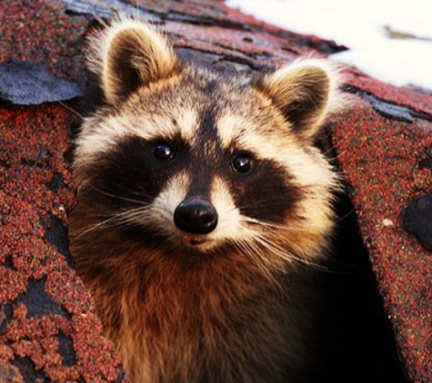 Wildlife Removal - Certified Wildlife Solutions - Wilmington, NC