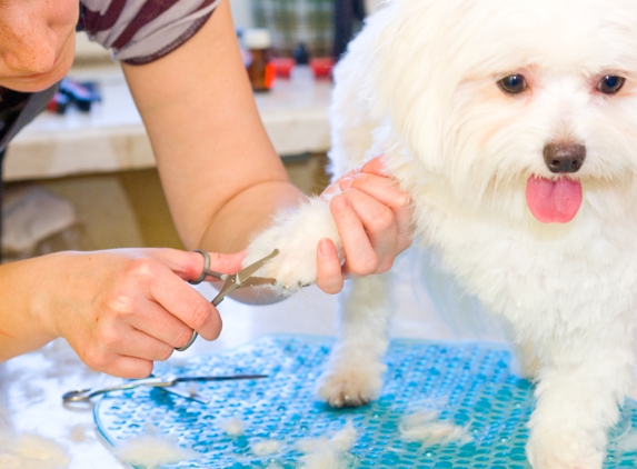 Family Paw - Henderson, NV