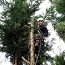 Roscoe Brothers Tree Service - Tree Service