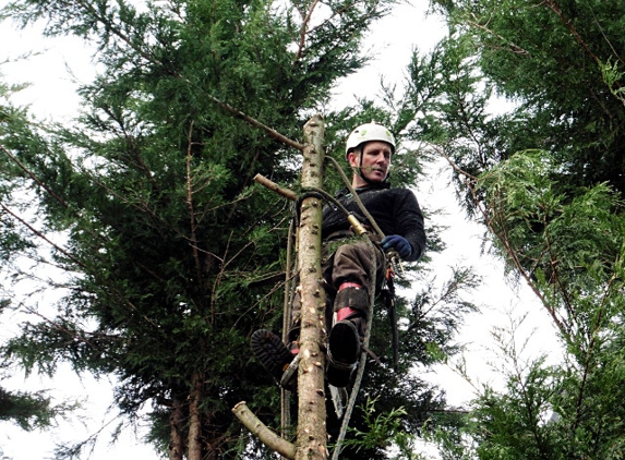 Roscoe Brothers Tree Service. No job is too big for Rett Roscoe