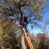 Steve's Tree Service, LLC gallery