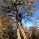 Steve's Tree Service, LLC - Holiday Lights & Decorations