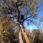 Steve's Lawn Care and Tree Service