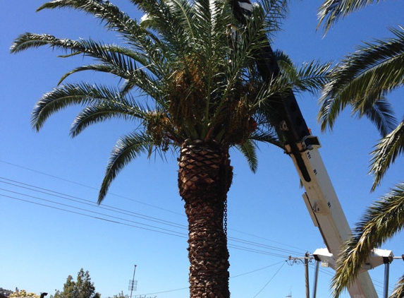 Steve McGrath's Tree Service - Parkes, NSW