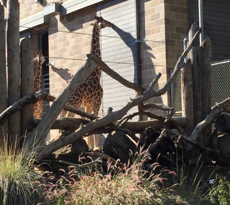 Sacramento Zoo - Sacramento, CA. The giraffe exhibit is a cool experience.