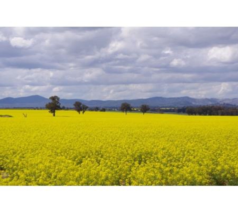 Rural Management Strategies Pty Ltd - Cootamundra, NSW