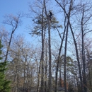 Castro Tree Service, LLC - Tree Service