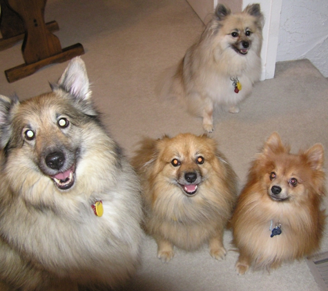 Broadview Animal Clinic - Denver, CO. Poms and a Sheltie
