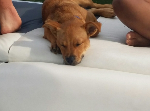 Terrace Ridge Kennels - Farmington, MO. Dexter Todd at 6 months old. Having dun out on the boat.