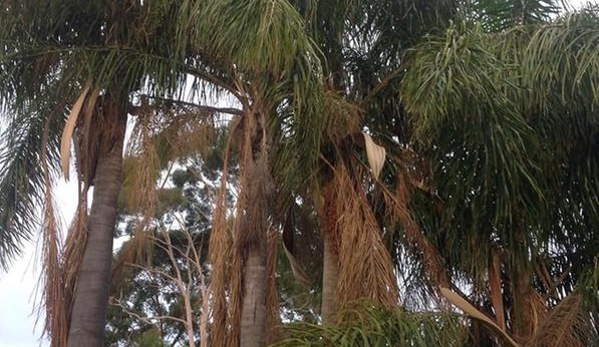 CTL Services - Tree Removal Adelaide - Norwood, SA. Before