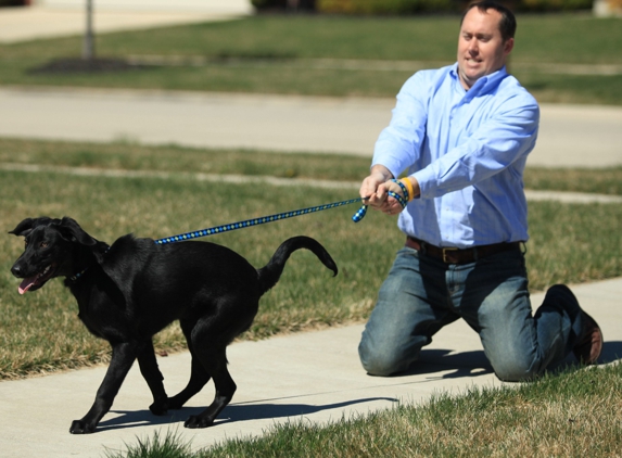 Lorenzo's Dog Training Team - Akron, OH