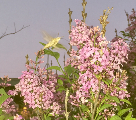 Spring Meadow Mobile Home Park - Midland, TX