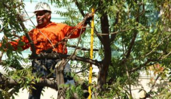 Rock's Tree And Hillside Service Inc - Burbank, CA