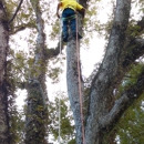 T&D Professional Tree Removal - Tree Service
