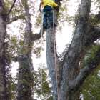 T&D Professional Tree Removal