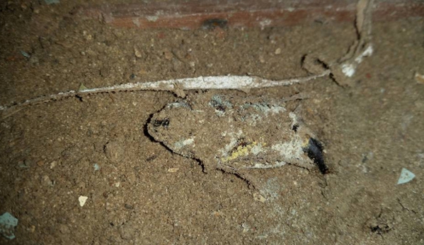 North Sydney Pest Management