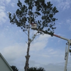 Above Tree Services