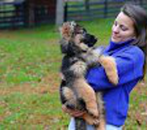 Golden Ridge Farm German Shepherds - Upperco, MD