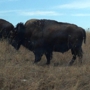 Neal Smith National Wildlife Refuge