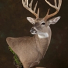 Antler Ridge Taxidermy, LLC. gallery