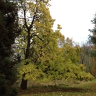 Taylor Memorial Arboretum