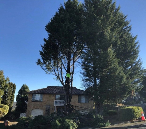 BDS Tree Care