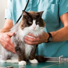 Vetcare for Pets Animal Hospital