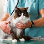 Vetcare for Pets Animal Hospital